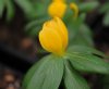 Show product details for Eranthis hyemalis Orange Glow