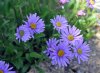 Show product details for Erigeron leiomerus