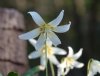 Erythronium White B...