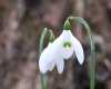 Galanthus Bo Bette