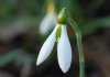Galanthus Cicely Hall