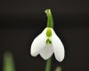 Galanthus Ermine House