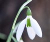 Show product details for Galanthus Margaret Owen
