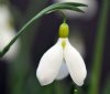 Galanthus Sutton Co...