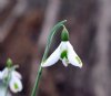 Galanthus Trumps