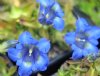 Alpines