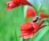 Bulbous Plants
