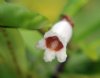 Show product details for Hemiboa subcapitata BO 15-100