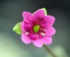 Show product details for Hepatica japonica Akabira