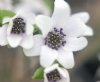 Hepatica japonica H...