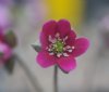Hepatica japonica K...