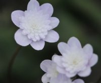 Full double palest pink flowers
