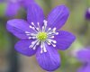 Hepatica japonica Suzu