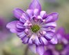 Hepatica japonica T...