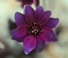Hepatica japonica T...
