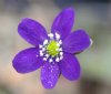 Hepatica japonica T...
