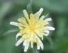 Show product details for Hieraceum intybaceum