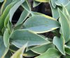 Show product details for Hosta Con Te Partiro