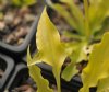 Hostas