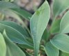 Hosta Sherborne Swift