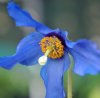 Ericaceous Plants