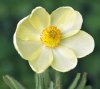 Show product details for Meconopsis integrifolia