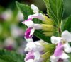 Show product details for Melittis melissophyllum Royal Velvet Distinction