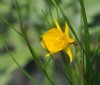 Narcissus Golden Bells