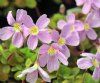 Show product details for Oxalis oregana smalliana