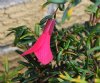 Philesia magellanica