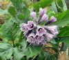 Show product details for Physochlaina orientalis