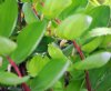 Show product details for Polygonatum odoratum Red Legs