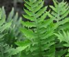 PLANTS A - Z
