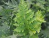 Ferns