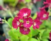 Primula x pubescens...