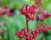 Primula maximowiczii