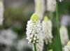 Primula vialii Alis...