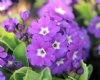 Primula x pubescens...