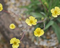 Large buttercup like yellow flowers.
