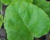 Show product details for Rheum moorcroftianum