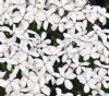 Rhodohypoxis Perle