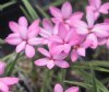 Rhodohypoxis Summer...