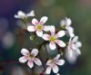 Saxifraga paniculat...