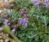 Show product details for Teucrium aroanium