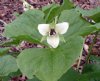 Show product details for Trillium erectum Album